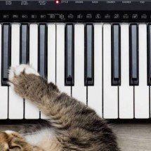 Quando a música vira terapia: como sons influenciam o comportamento de cães e gatos - Portal Giro 10