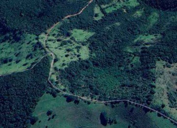 Vista do solo mostra árvores tombadas no que, até 2024, era área de vegetação densa em Itabirito, como mostram imagens de satélite do sistema Global Forest Watch
 -  (crédito: Reprodução/Google Earth)