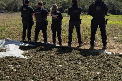 Planta&ccedil;&atilde;o de 20 mil p&eacute;s de maconha foi descoberta pela Pol&iacute;cia Civil na zona rural de Francisco S&aacute; -  (crédito: Pol&iacute;cia Civil/divulga&ccedil;&atilde;o)