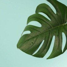 Seu celular entende de plantas? A ciência dos aplicativos que identificam espécies e doenças - Portal Giro 10