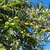 Produção de azeitonas na Califórnia otimiza a importação - DINO