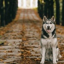 Cães e o campo magnético da Terra: A ciência por trás da magnetorrecepção canina - Portal Giro 10