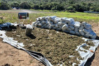 Plantio de maconha tinha máquina "exclusiva" para o processamento da droga