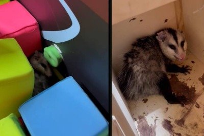 Gambá é encontrado em piscina de espuma de parque de trampolins em Belo Horizonte -  (crédito: Divulgação/CBMMG)