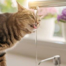 A ciência explica: por que gatos bebem em copos e torneiras em vez do pote de água e o papel dos bigodes - Portal Giro 10