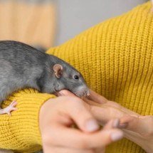 Ratos de estimação são mais inteligentes do que parecem: memória, empatia e aprendizado surpreendente segundo a ciência atual - Portal Giro 10