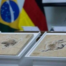 Brasil busca recuperar tesouros raros - Joédson Alves/Agência Brasil