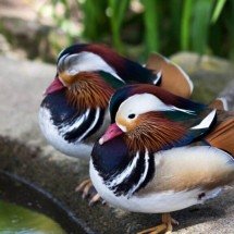 O curioso sono das aves: a ciência do descanso com um hemisfério do cérebro ativo e o outro em repouso para sobreviver na natureza - Portal Giro 10