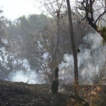 Governo de Minas anuncia R$ 442 milhões para prevenir incêndios florestais - Leandro Couri/EM/DA. Press / Arquivo