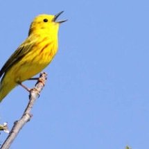 O fascinante mundo do canto das aves: entenda por que os pássaros produzem sons tão variados - Portal Giro 10