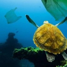 Os objetos mais surpreendentes encontrados no estômago de animais marinhos e o alerta que eles trazem para os oceanos - Portal Giro 10