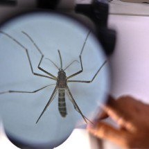 Vacina do Butantan contra a dengue: o que fazer se você já foi vacinado - BBC
