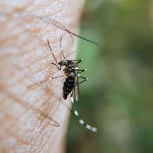 PBH reforça convocação por denúncias no combate à dengue e arboviroses - Pexels/ Ravi Kant