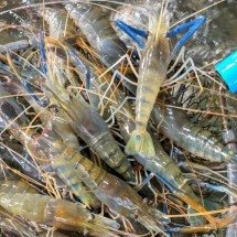 Camarão asiático invasor no Brasil: como ele ameaça a biodiversidade em áreas protegidas - Portal Giro 10