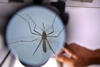 Vacina do Butantan contra a dengue: o que fazer se você já foi vacinado