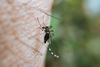 O mosquito Aedes aegypti, vetor da dengue, transmite a doen&ccedil;a pela picada, ressaltando a import&acirc;ncia de aten&ccedil;&atilde;o aos sintomas. -  (crédito: Pexels/ Ravi Kant)