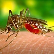 'Vacina do Butantan contra dengue seria aprovada em qualquer lugar do mundo', diz ex-diretor da Anvisa - Reprodução/YouTube/Ministério da Saúde