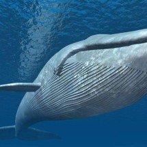 Como as baleias ajudam a combater o aquecimento global e retiram carbono da atmosfera dos oceanos da Terra - Portal Giro 10