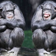 Os animais têm amigos? O que as pesquisas revelam sobre vínculos que podem durar anos ou até a vida inteira - Portal Giro 10