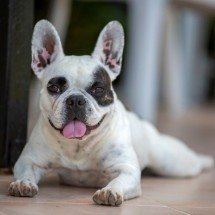 Ex fica com cão dado de presente pelo marido após ele entrar na Justiça - Envato Elements