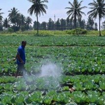 Pesticidas e os danos no microbioma intestinal - parte 2