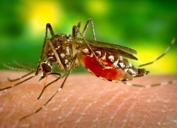 Gonzalo Vecina acredita que vacina do Butantan contra a dengue seria 'aprovada em qualquer lugar do mundo' -  (crédito: Reprodução/YouTube/Ministério da Saúde)