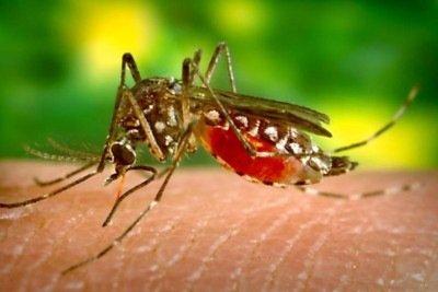 Gonzalo Vecina acredita que vacina do Butantan contra a dengue seria 'aprovada em qualquer lugar do mundo' -  (crédito: Reprodução/YouTube/Ministério da Saúde)