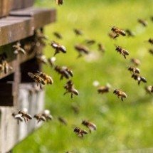 Pequenos no tamanho, gigantes na importância: os animais que sustentam o equilíbrio dos ecossistemas - Portal Giro 10