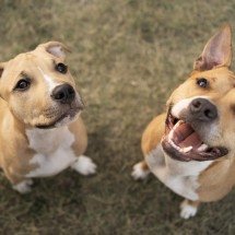 Elanco trata mais de 2 milhões de cães com Zenrelia - DINO