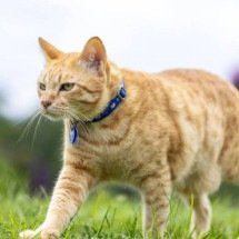 Gato Manês: o felino sem cauda que encanta pela origem e personalidade única - Portal Giro 10