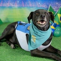 MG: campanha de adoção de animais tem Copa do Mundo como mote - Vale/Divulga&ccedil;&atilde;o