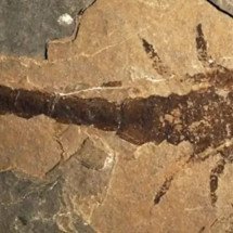 Fóssil no Reino Unido pode pertencer a escorpião gigante que viveu há 415 milhões de anos, dizem pesquisadores - Portal Giro 10
