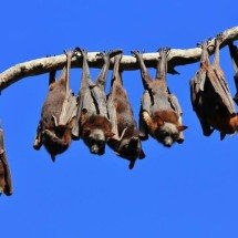 As aparências enganam: animais com fama de ‘feios’ que são fundamentais para a vida no planeta - Portal Giro 10