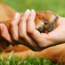 A dor de perder um animal de estimação: por que esse luto pode ser tão profundo - Portal Giro 10