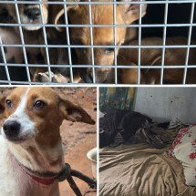 Mulher debilitada e 12 cães são resgatados de casa com fezes em MG - Reprodução/PMMG