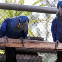 Animais do Zoológico de BH ganham menu especial de Dia dos Namorados - Junia Garrido/PBH