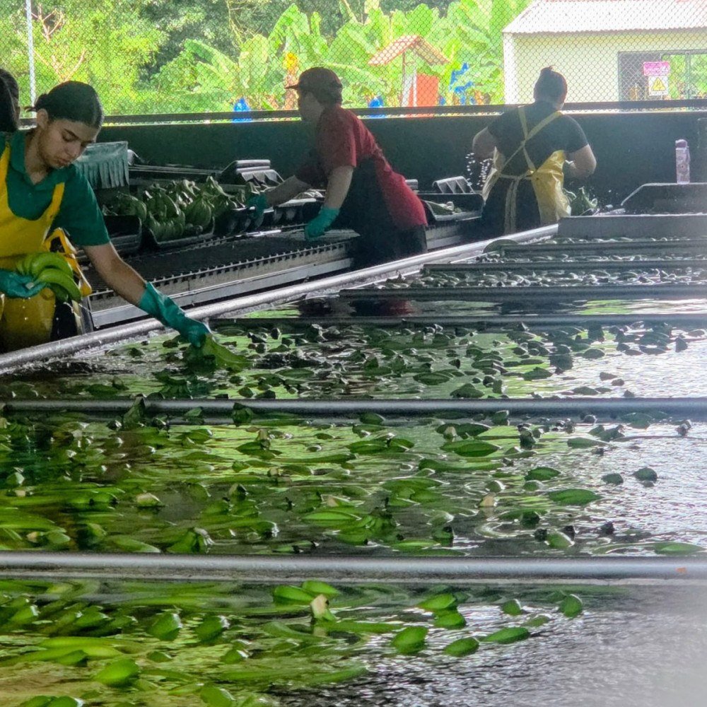 Produ&ccedil;&atilde;o da bananas, uma das frutas mais produzidas no pa&iacute;s e exportadas para o mundo inteiro