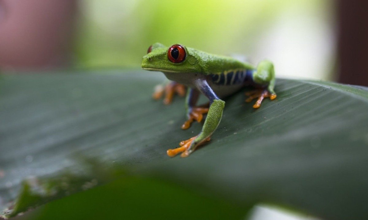 A r&atilde; de olhos vermelhos &eacute; um dos &iacute;&shy;cones da fauna da Costa Rica. Tamb&eacute;m chama a aten&ccedil;&atilde;o por seu corpo verde-lim&atilde;o, patas laranjas e flancos azuis