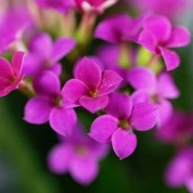 Significado espiritual da Kalanchoe  Conheça a flor da felicidade! - Wemystic