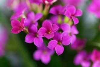 Significado espiritual da Kalanchoe  Conheça a flor da felicidade!