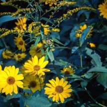 Arnica ganha destaque por propriedades medicinais usadas no alívio de dores e hematomas - Portal Giro 10