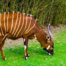 Bongos-da-montanha reaparecem no Quênia após 50 anos e animam cientistas sobre recuperação da espécie rara - Portal Giro 10