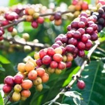 Biodiversidade no cafezal: pesquisa revela que aves ajudam a proteger plantações de café - Portal Giro 10