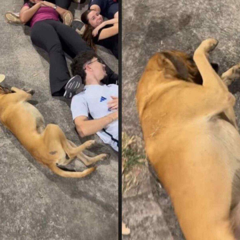 Imagem ilustrativa sobre Vídeo de cachorro caramelo 'arrasando' em festa junina viraliza e web se derrete: 'Mais brasileiro impossível'