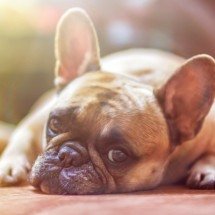 Vídeo: buldogue francês é baleado em avenida movimentada de BH - PxHere/Reprodução