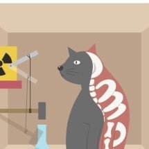 Experimento de Oxford leva o gato de Schrödinger a um novo nível e intriga cientistas - Portal Giro 10