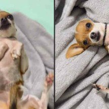 'Gente' como a gente? Cachorrinha 'se recusa' a acordar e vídeo viraliza - Tupi
