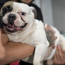 Sargento da PM que atirou em buldogue em BH é liberado