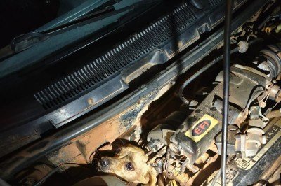 Utilizando técnicas adequadas de salvamento animal, os profissionais realizaram o resgate de forma segura -  (crédito: Reprodução/CBMMG)