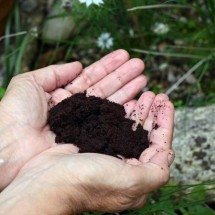 Antes de descartar a borra de café, conheça os benefícios e as formas de reaproveitar esse resíduo - Portal Giro 10